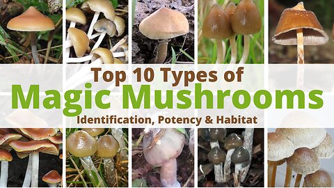 Top 10 Most Potent Magic Mushrooms: Discover Their Power!