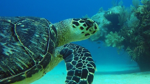 Endangered sea turtle provides diver with unforgettable experience