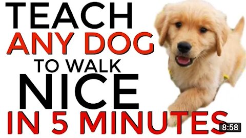 Teach Any Dog To Walk Nice On The Leash 5 Minutes Dog Training Results