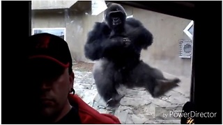 Incredible proof that even gorillas hate selfies