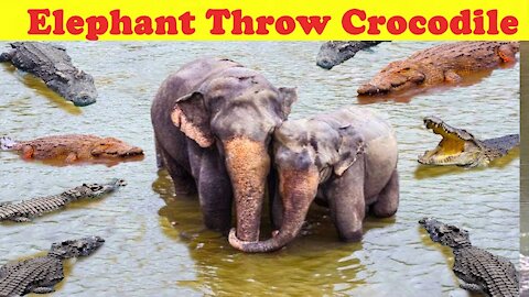 Elephant Throw the Crocodile who Came to Catch Him