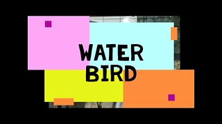 water bird