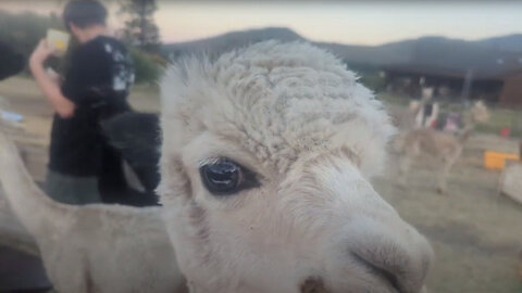 You Won't Believe How These Cute Alpacas are Helping Others
