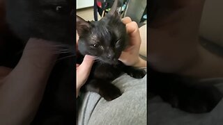 How to pet a cat #cat #catvideos #cats #catlover #kitten #cutecat #pet #puppy #shortsviral #pets