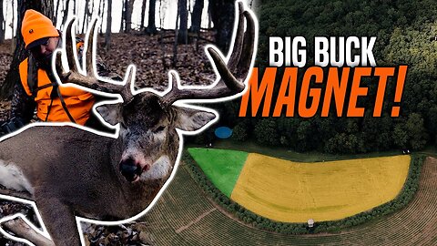 My Favorite Stand on the Whole Farm! | Bluff Country Hunting Strategy | Driven Hunter