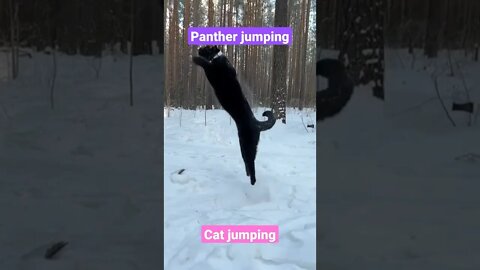 cat jumping||cat jumping videos||black panther||british shorthair||#GigoX#kitten#Shorts#tiktok