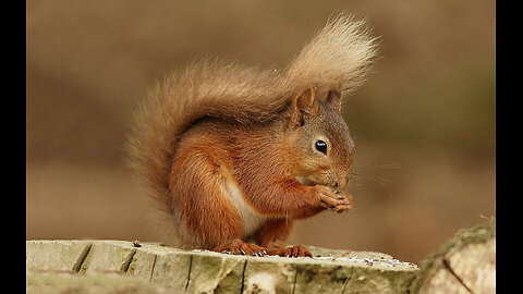 Adorable Squirrel Enjoys a Snack in the Park