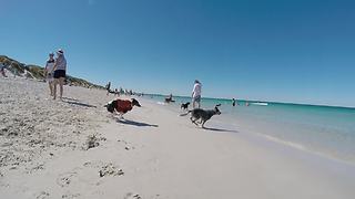 Energetic Dog Enjoys Swimming At The Beach