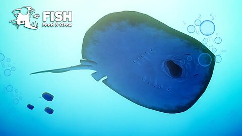This GIGANCTIC Stingray with gum you to death! | Feed & Grow: Fish Pt 6