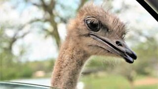 Ostrich attacks car on safari!