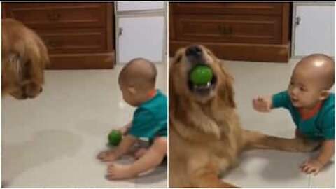 Cane e bebè si contendono la palla per giocare