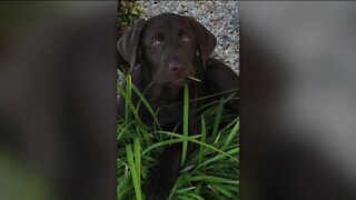 Family says their dog was hit and killed by a Lee County School Bus
