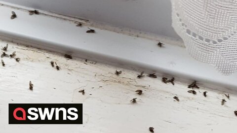 UK couple say they can't have family over due to FLY infestation