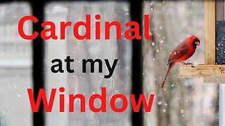 Cardinal at my Window