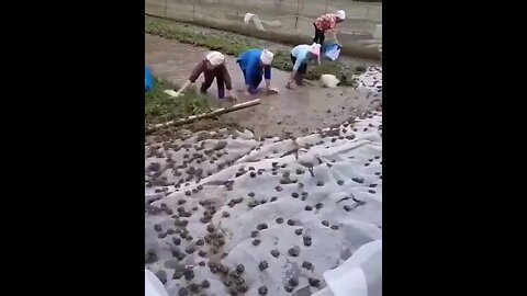 Frog Farming In China #Shorts #ytshorts #UbertainmentFun #Frog #Animals #Fun #Farming