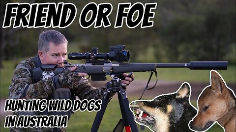 Friend or Foe - The Never Ending Battle with Wild Dogs in Australia