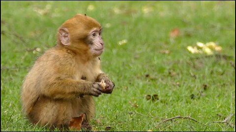 Funny and Cute Monkey