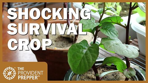 Super Survival Crop – Malabar Spinach (Indian, Vining, or Ceylon Spinach)