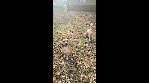Dog have fun playing in massive leaf pile
