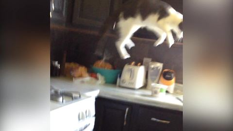 "Funny Cat Got Scared by A Popping Toaster"
