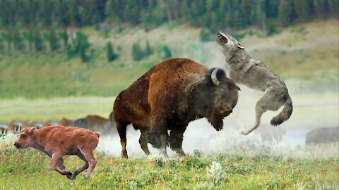 Herds of wolves hunt bull