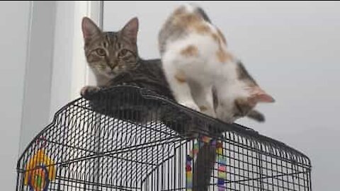 Un chat escalade une cage à oiseaux et se prend un coup de bec à la patte