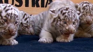 Baby White Tiger Litter