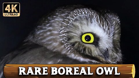 Boreal Owl at Night [4K Ultra HD]