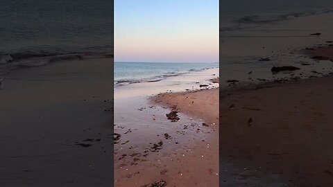 North American Piping Plovers on East Coast