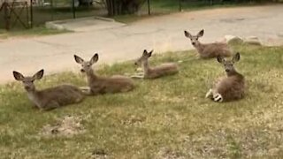 Deer chill in woman's front yard during quarantine