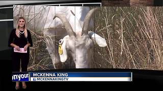 Who let the goats out?! Goats descend on Boise neighborhood