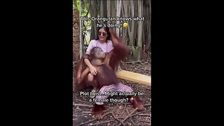 This orangutan knows what he's doing LOL