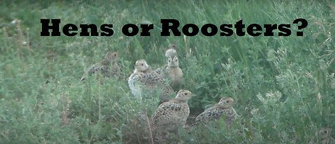 There Be Roosters Here - Red Neck Pheasant Chicks Old Enough To Show True Colors