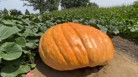 Big Fat Pumpkin