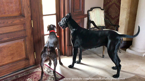 Pointer dog has obsession with hunting down lizards