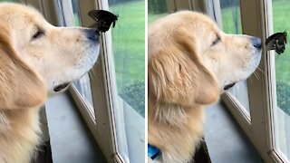 Gentle doggy befriends butterfly in the house