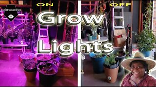 Grow Lights Arrived