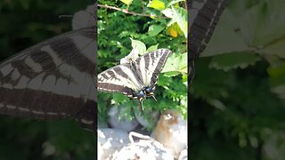 Monarch Butterfly close up video