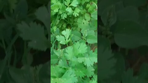 Most satisfying natural colors of nature #shorts #ytshorts #viral #viralreels #trending #narure