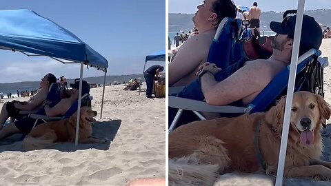 Hilarious dog takes a seat with strangers under umbrella for extra shade