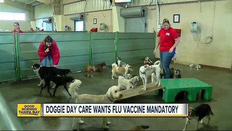 Doggy daycare pushes to make canine flu vaccine mandatory