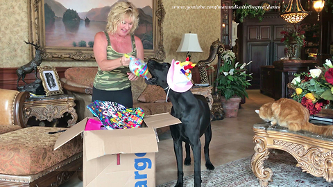 You Tube Friend's Amazing Gifts to Two Year Old Great Dane