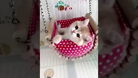 litte cute kittens in their swinging chair - cat playing