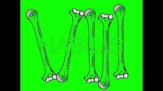 Lumbar (1) x Habilis