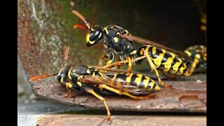 Two wasps clash in epic bout of boxing