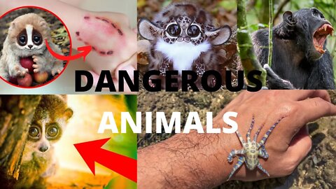 THE MOST DANGEROUS ANIMALS In The World - Top 8 Cute But Most Dangerous Animals On Earth - ShortToon