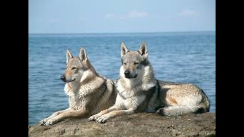 dressage des chiens de chasse