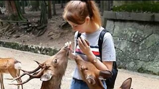Une touriste encerclée par des cerfs affamés