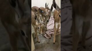 Cute Babies tiktok wildlifespartan