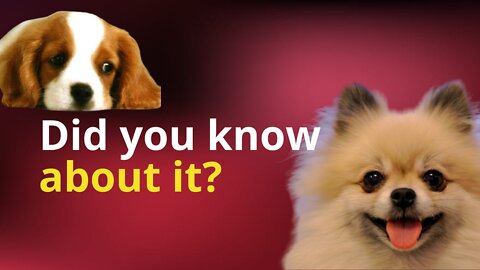 15 interesting facts about dogs